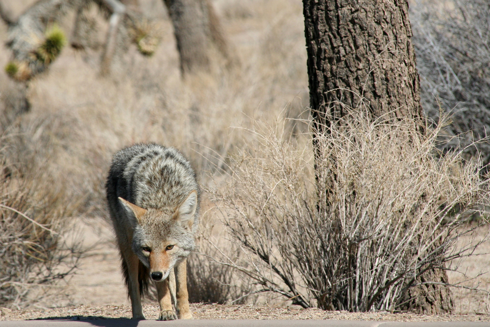 Joshua Tree National Park (Official GANP Park Page)